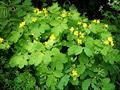 greater celandine